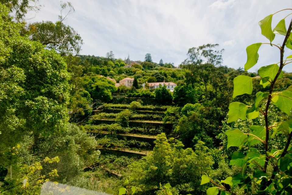 The terraced hillside falling away below the house, layered in ferns, hedges and old trees — the seventy shades of green of the Arraçário Valley.